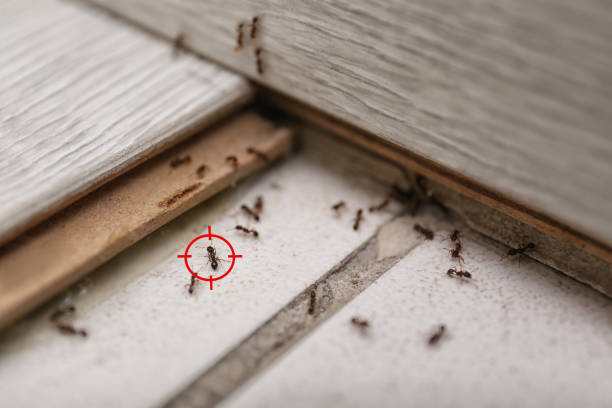 Best Emergency Pest Control  in Midlothian, VA