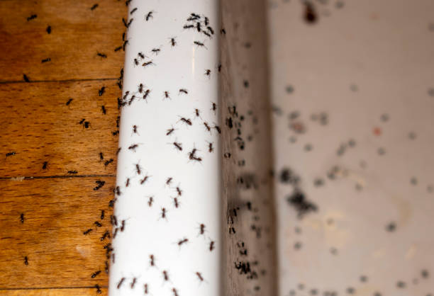 Best Residential Pest Control  in Midlothian, VA
